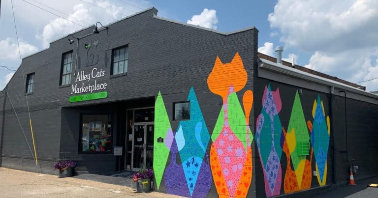 alley cats featured image 6 768x403