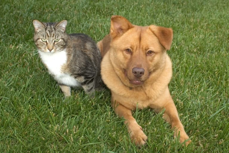 cat and dog sitting next to each other on grass