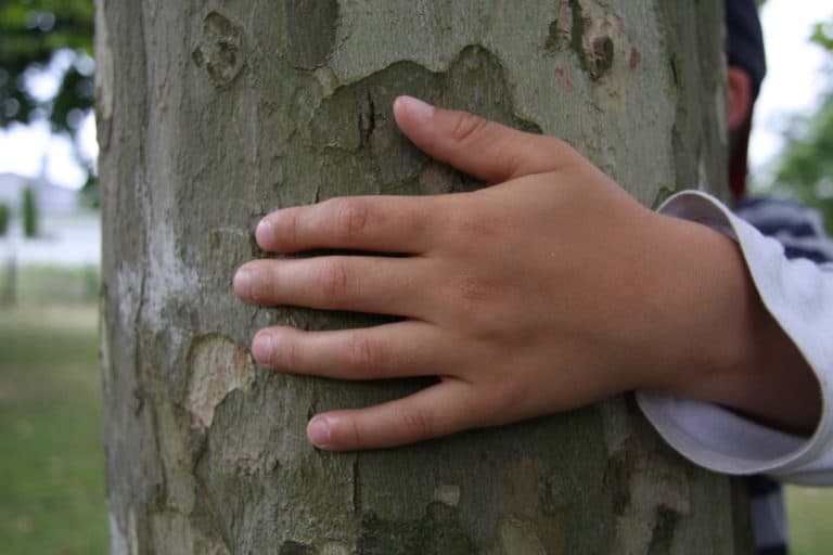 child's hand on tree trunk
